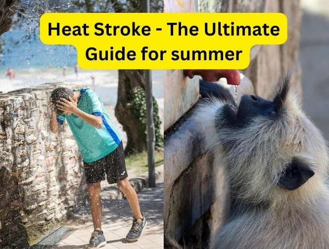 Heat Stroke – The Ultimate Guide for summer