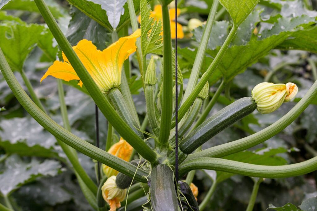 The Wonderful World of Zucchini: A Nutritional Powerhouse